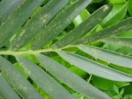 Image result for Encephalartos turneri