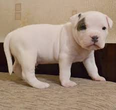 Baby Pitbull Dog Black And White 30 White Pitbull Names White Pitbull White Pitbull Puppies Pitbulls