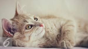 Mempunyai kucing dengan bulu yang indah adalah sebuah kebanggaan untuk setiap cat lovers. 8 Penyebab Bulu Kucing Rontok Dan Cara Mengatasinya Hot Liputan6 Com