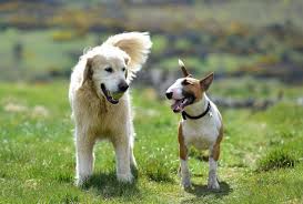 mylo the golden retriever and potiphar the english bull terrier mini bull terriers bull terrier dog walking services