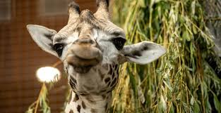 Jun 02, 2021 · накануне дом жирафа в харьковском зоопарке встретил своего первого жителя. Otkrytie Harkovskogo Zooparka Kto Smozhet Projti V Pervye Dni