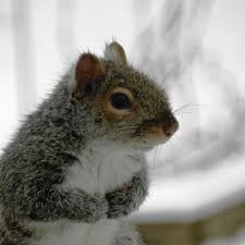 For larger potted annuals or perennials, it's easy to snip the chicken wire to create larger openings. How To Keep Squirrels Out Of Your Bird Feeder Dengarden