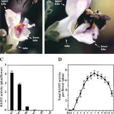 Check spelling or type a new query. Pdf Developmental Regulation Of Methyl Benzoate Biosynthesis And Emission In Snapdragon Flowers