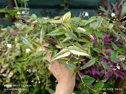 Image result for Stanfieldiella