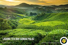 Maybe you would like to learn more about one of these? Cameron Highlands Attractions C Letsgoholiday My