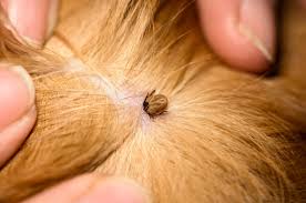 Image result for Tick Paralysis