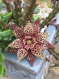 Pin On The Scented Garden