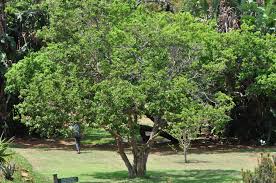 Image result for Vangueria sp.