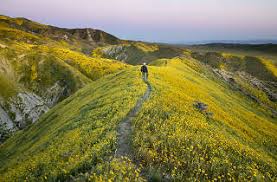 Want a garden that looks colorful from early spring to frost? Best Places To See Southern California Wildflowers This Year