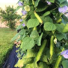 Image result for Psophocarpus grandiflorus