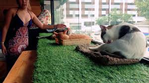 11 reviews #985 of 4,265 restaurants in kuala lumpur $ cafe international asian. Purradise Cat Cafe Kuala Lumpur Youtube