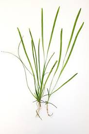Image result for Vallisneria