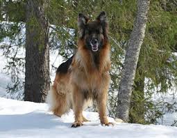 What differentiates the alsatian from the german shepherd dog? German Shepherd Facts Photos And All The Info You Need