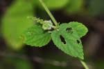 Image result for Tragia incisifolia