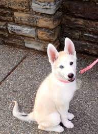 She was very great with them and only tried to bite them when she wanted some alone time. 38 Best German Husky Ideas Dogs And Puppies Cute Dogs Puppies