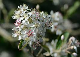 Image result for Landolphia villosa