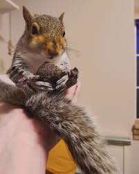 They not only forage on spilled seed, but also climb onto the feeder if they can gain access. My Non Releasable Baby Eating His Treat Henry Block Mazuri Rat Food Blueberry Peanut Butter Squirrels
