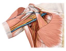Wie hochpreisig ist thieme anatomie? Thieme Bilddatenbank Anatomie Thieme Connect E Learning