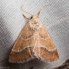 Image result for Lopholaena brickellioides