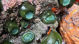 Tidepool Discovery Days