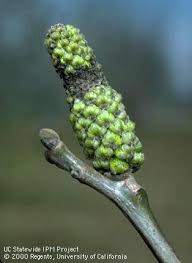 Image result for Walnut blight