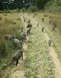 Cela représente plus d'un million d'individus sur le territoire national la hausse du nombre de sangliers est la conséquence de plusieurs facteurs cumulés : La Verite Sur Les Sangliers Faune Sauvage