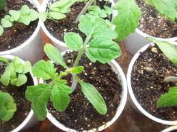 It is not actual seed starting mix, just normal potting mix. Miracle Gro Seed Starting Potting Mix 8 Qt Walmart Com Walmart Com