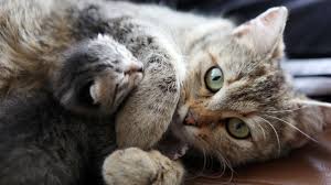 Do you have a pregnant cat? Cat Pregnancy Stages