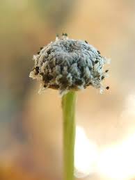 Image result for Eriocaulaceae