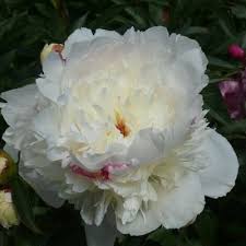 Madame De Vatry Pfingstrosen Paradies Stephan Tetzlaff Korschenbroich Pfingstrosen Wunderschone Blumen Blumen