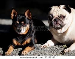 Find photos of cute dogs. Two Happy Cute Lovely Dogs Playing Together Black Fat Miniature Pincher And White Moody Fat Pug Laying On The Gray Country House Footpath Floor Outdoor Under Natural Sunlight Stock Images Page