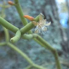 Image result for Rhipsalis baccifera