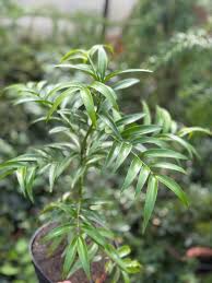 Image result for Nageia nagi