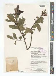 Image result for Mystroxylon