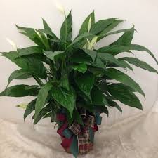 Houseplant Recommendation