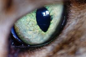 Treatment may continue for longer to reduce the amount of. Animal Hospital At Thorndale Inc Corneal Ulcer In Cats