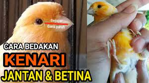 Cara Membedakan Kenari Jantan Betina Akurat 100 Youtube