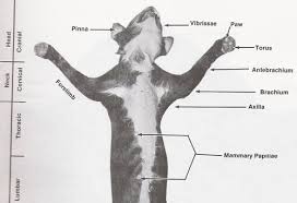 Cat External Features Flashcards Quizlet