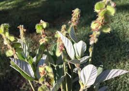 Image result for Eriosema psoraleoides