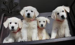 Our dogs come from english cream lines, medium to light, blockier head breeds. Newenglandgoldens Com Golden Retriever Retriever Puppy Pets