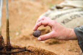 Port angeles nursery | new dungeness nursery. Planting Trees To Feed Generations To Come Port Townsend Leader