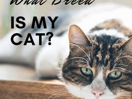 You'll be forgiven for thinking that the munchkin is a cross between a persian (or is it a british shorthair?) and a dachshund. How To Determine Your Cat S Breed Identify Mixed Breeds And Purebreds Pethelpful By Fellow Animal Lovers And Experts