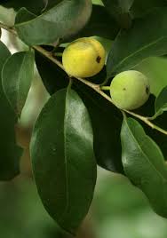 Image result for Drypetes