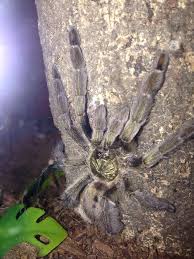 Psalmopoeus Cambergei Trinidad Chevron Arboreal Tarantula Spider Tarantula Animals