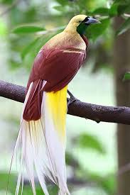 Lesser Bird Of Paradise Images Lesser Bird Of Paradise Male Birds Beautiful Birds Birds Of Paradise