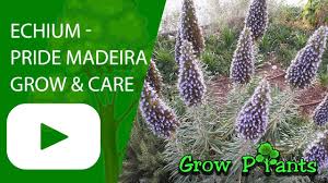 Image result for Echium