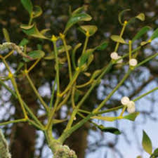 Image result for Viscum obscurum