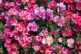 Silver Falls Seed Company Godetia Dwarf Single Mix