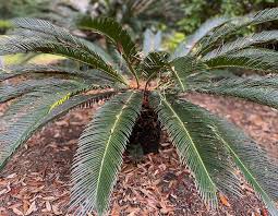 Diagnosing sago palm poisoning isn't easy, because there isn't a blood test that looks for cycasin. Sago Palm Toxicosis Savannah Veterinary Internal Medicine