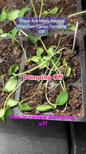 Image result for tomato seedling damping off